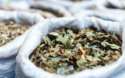 What Is Kratom? Understanding Its Uses and Risks